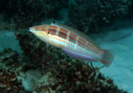coris caudimacula
