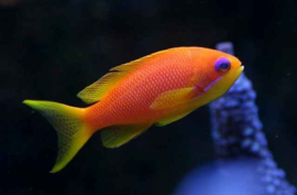Pseudanthias Squamipinnis FEMALE