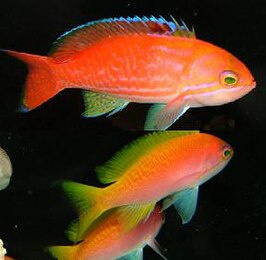 Pseudanthias Bimaculatus