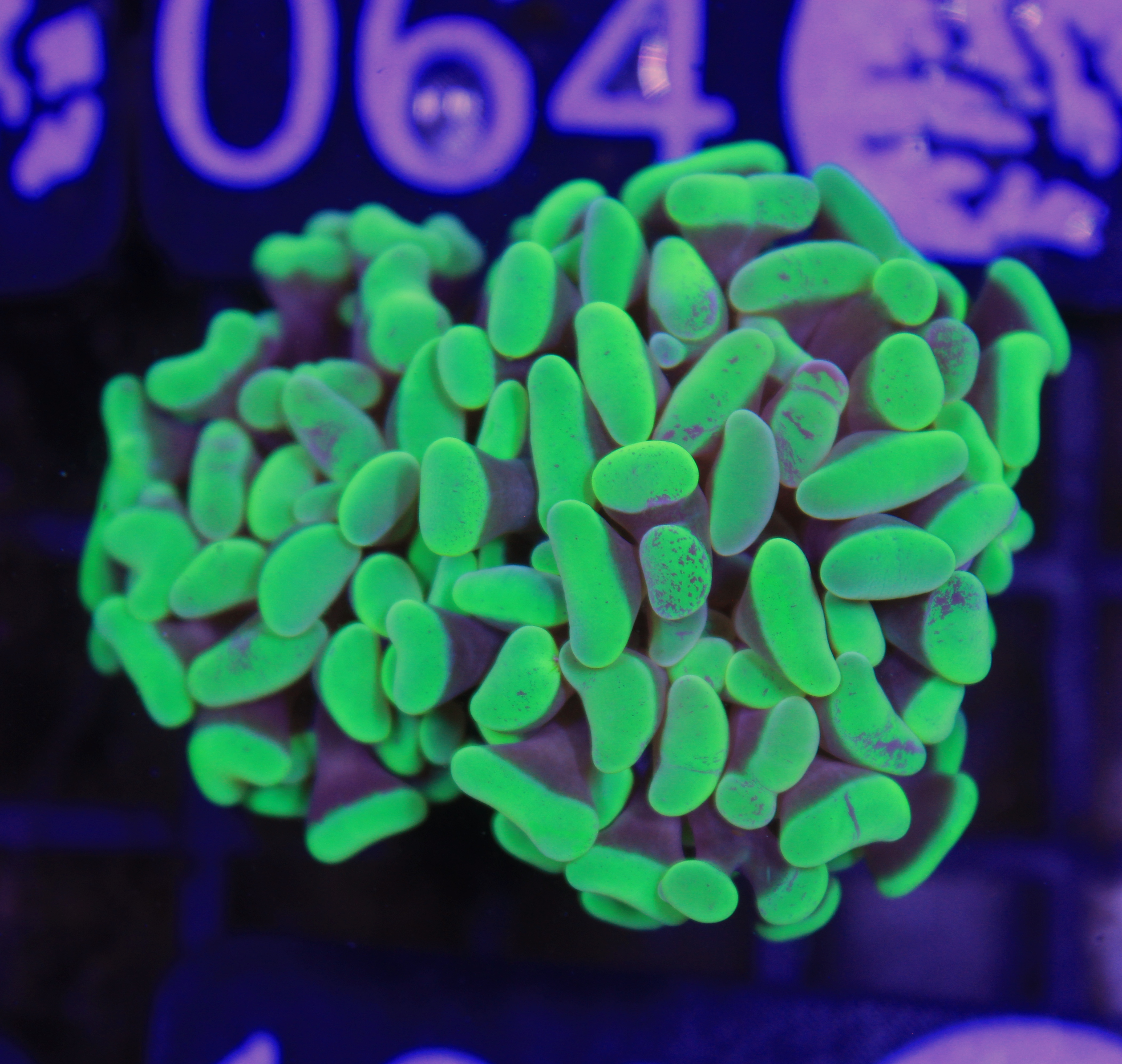 130 euphyllia paraancora green 2 koppen