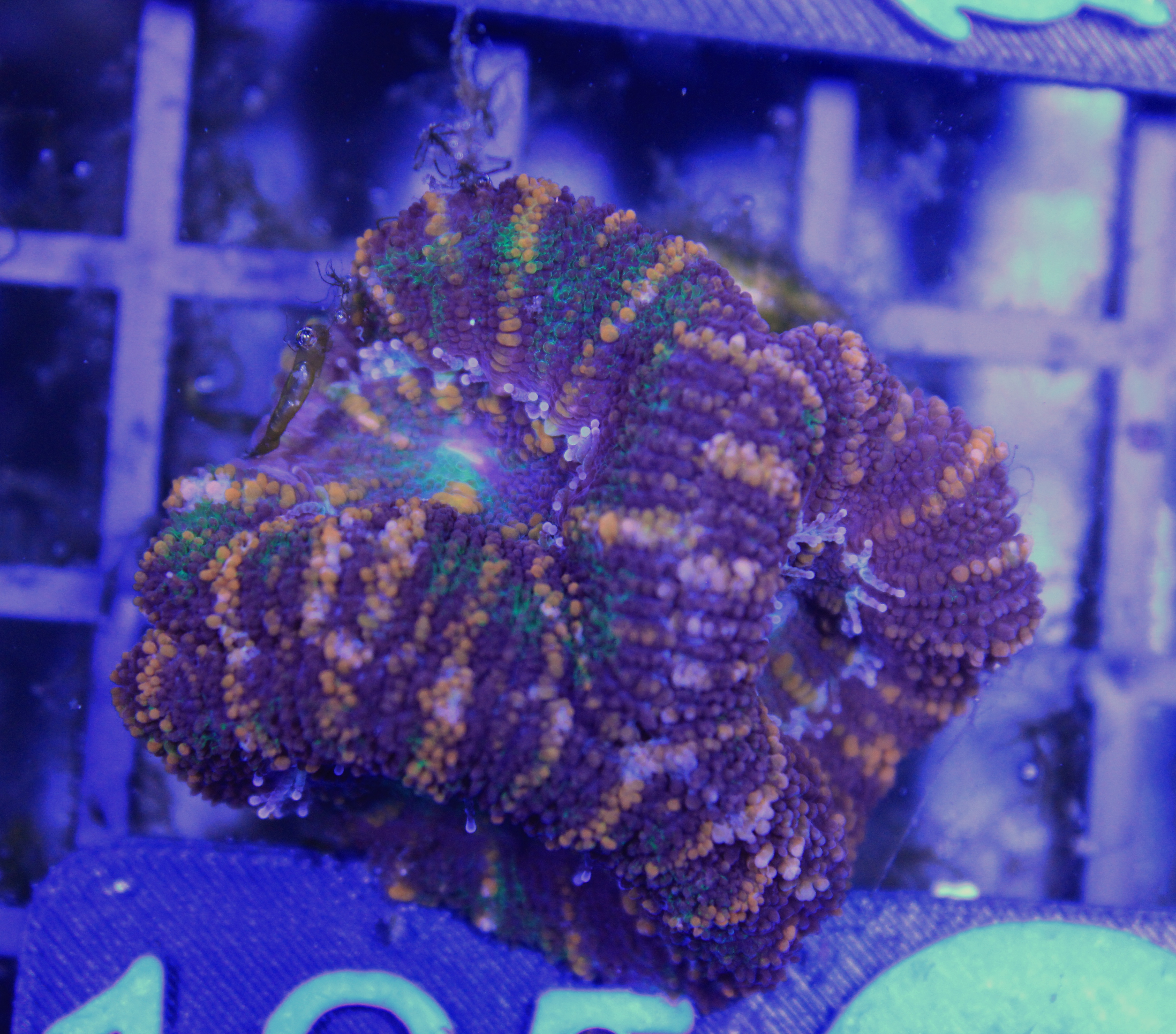 125 Acanthastrea rainbow