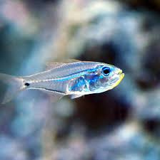 Parapriacanthus ransonneti