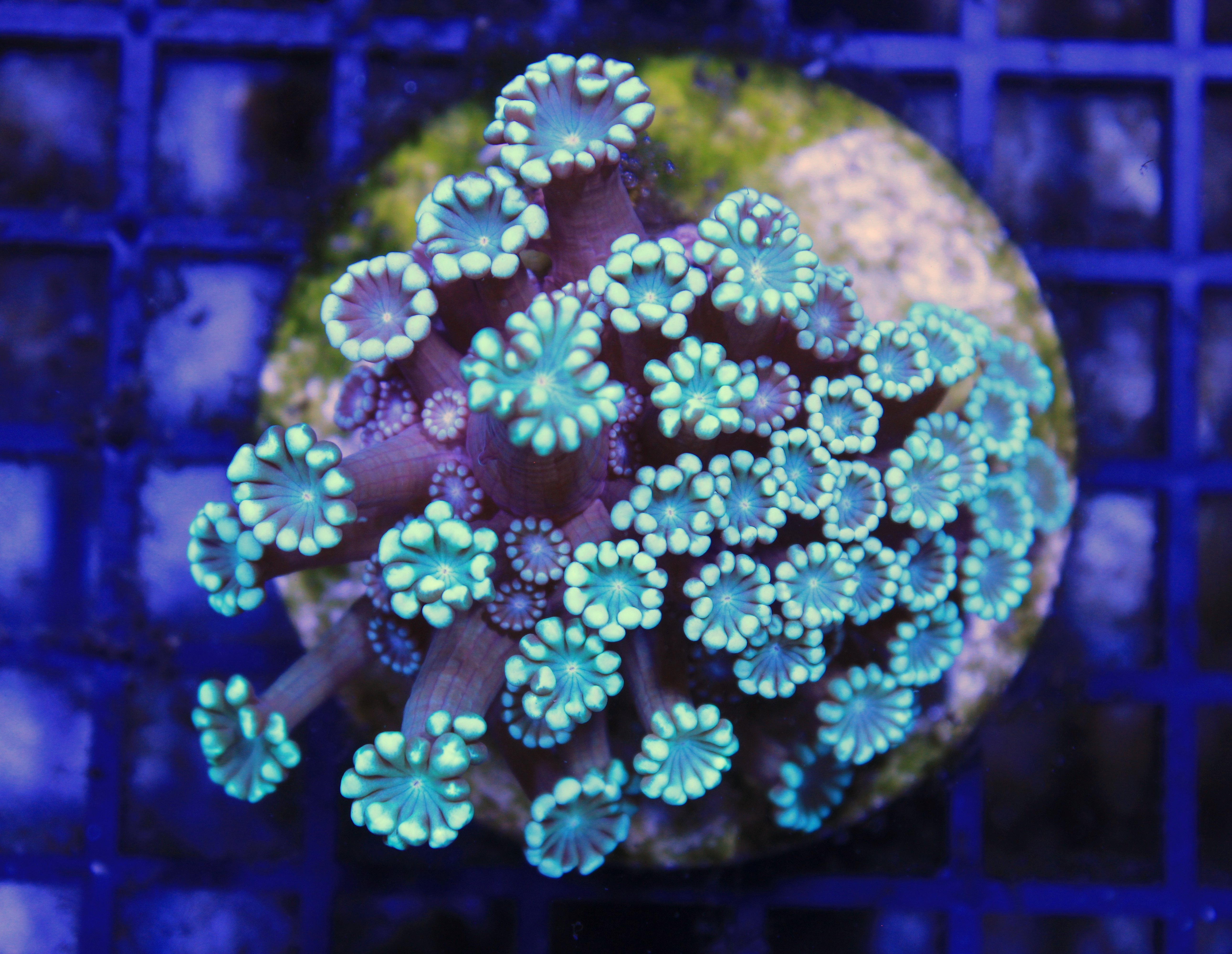 080 alveopora