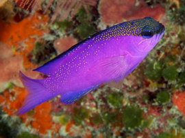 Gramma Melacara