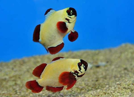 amphiprion  Biaculeatus Gold Nugget