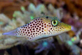 Canthigaster Leoparda
