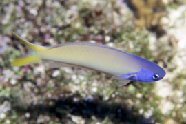 Hoplolatilus Starcki