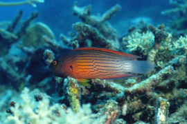 Labracinus cyclophthalmus