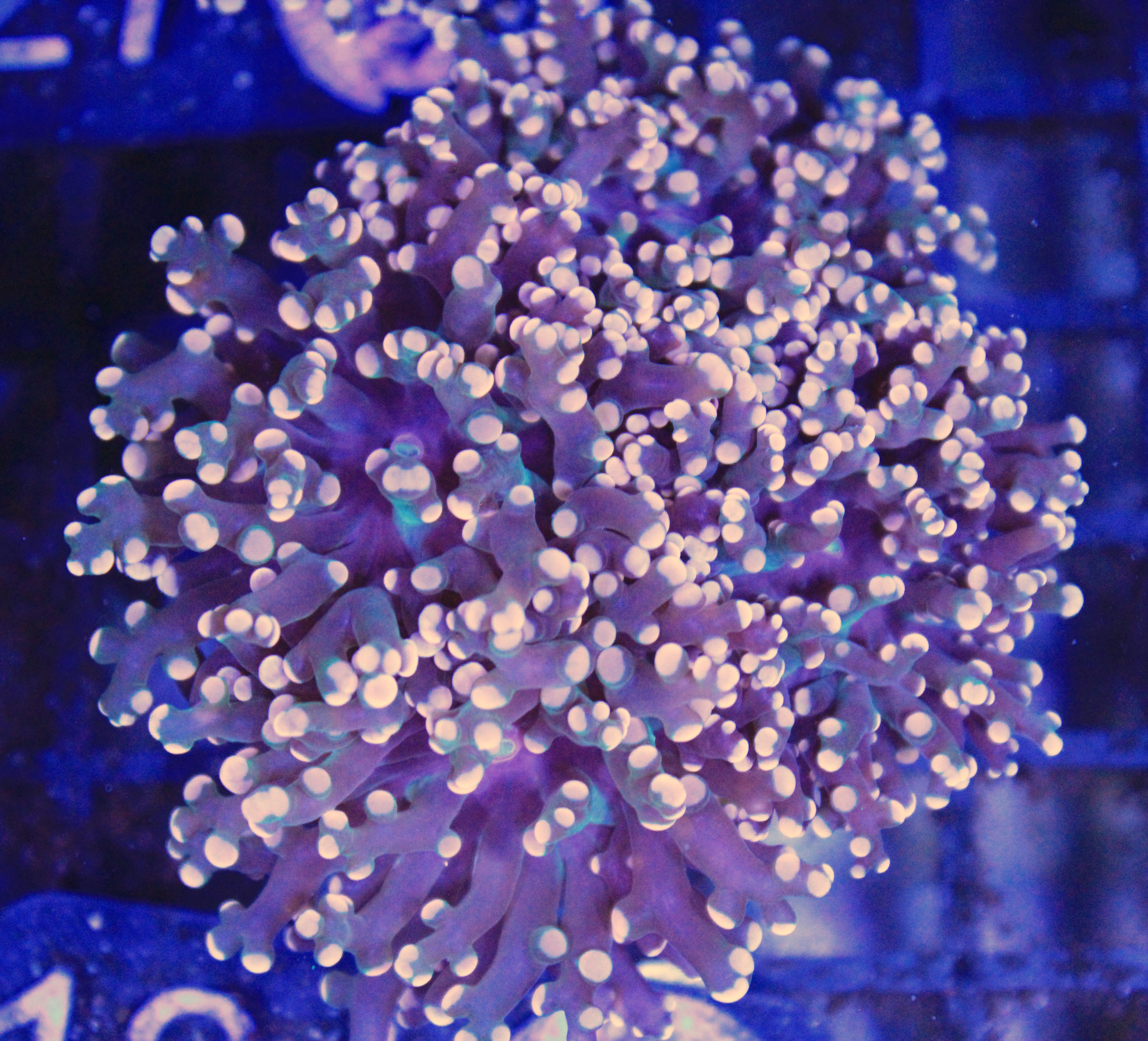 124 euphyllia Frogspawn 4 koppen