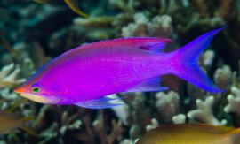 Mirolabrichthys Tuka Male