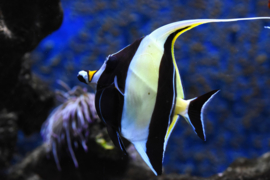 Zanclus Cornutus (L)