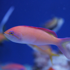 Mirolabrichthys Dispar