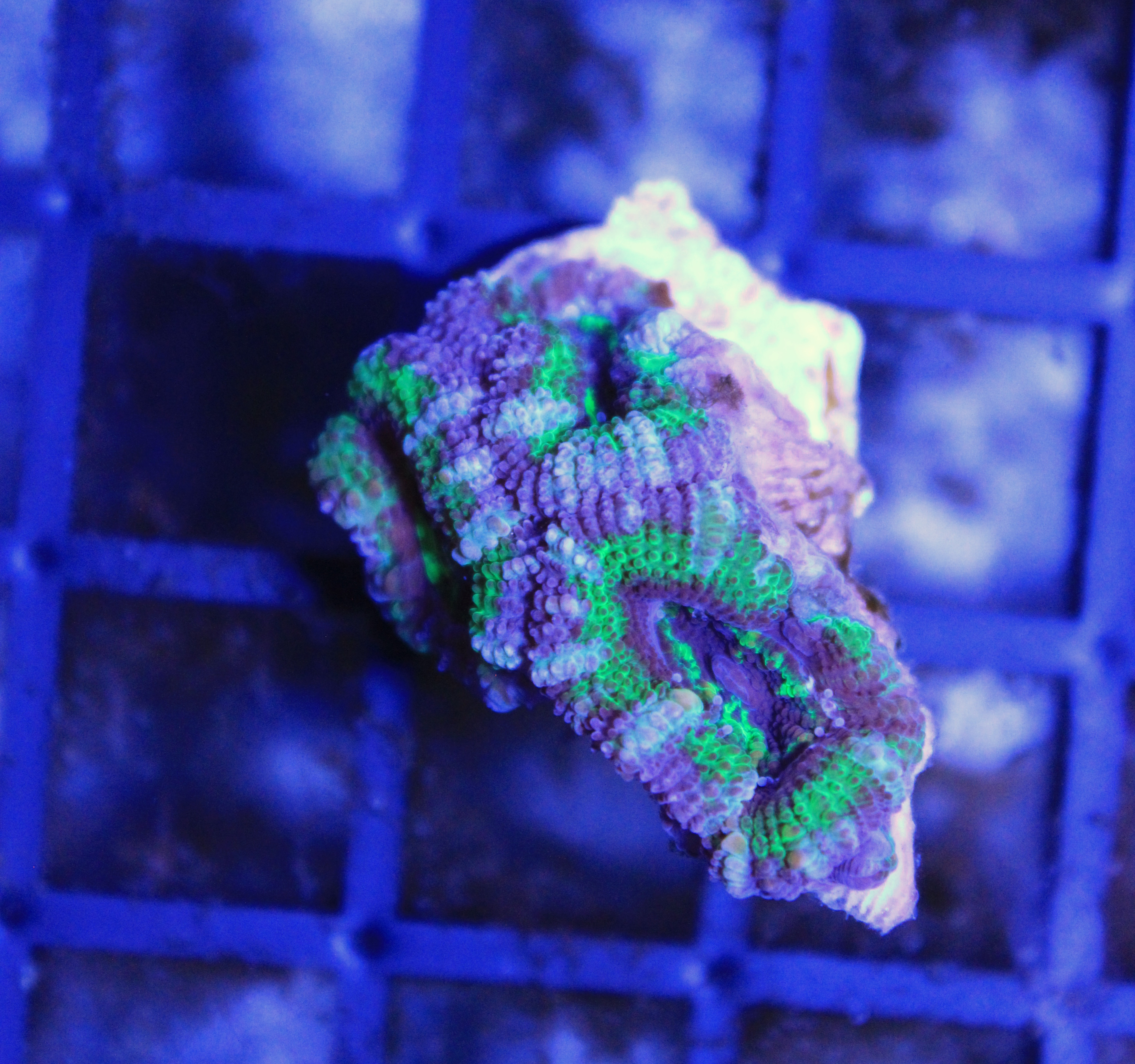 081 Acanthastrea
