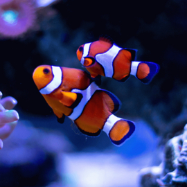 Amphiprion Ocellaris