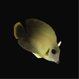 Acanthurus Chronixis