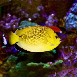 Apolemichthys armitagei