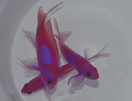 Pseudanthias Pleurotaenia Male