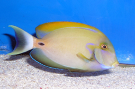 Acanthurus Fowleri (L)