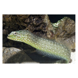 Congrogradus subducens