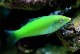 Halichoerus Chloropterus