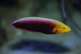 Halichoeres Iridis