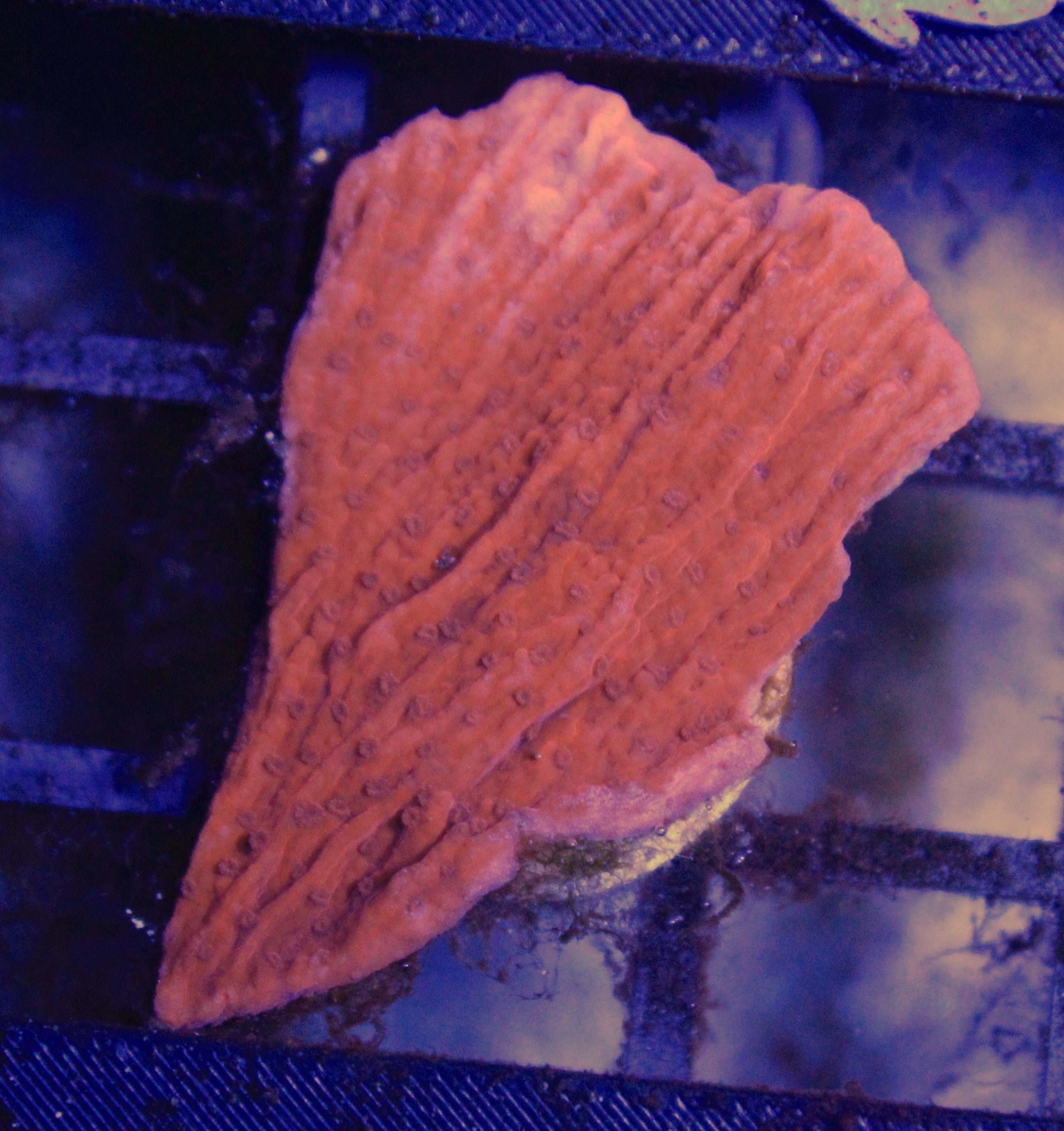 019 montipora rood ( sennas koralen kweek )