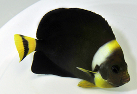 Chaetodontoplus Personifer