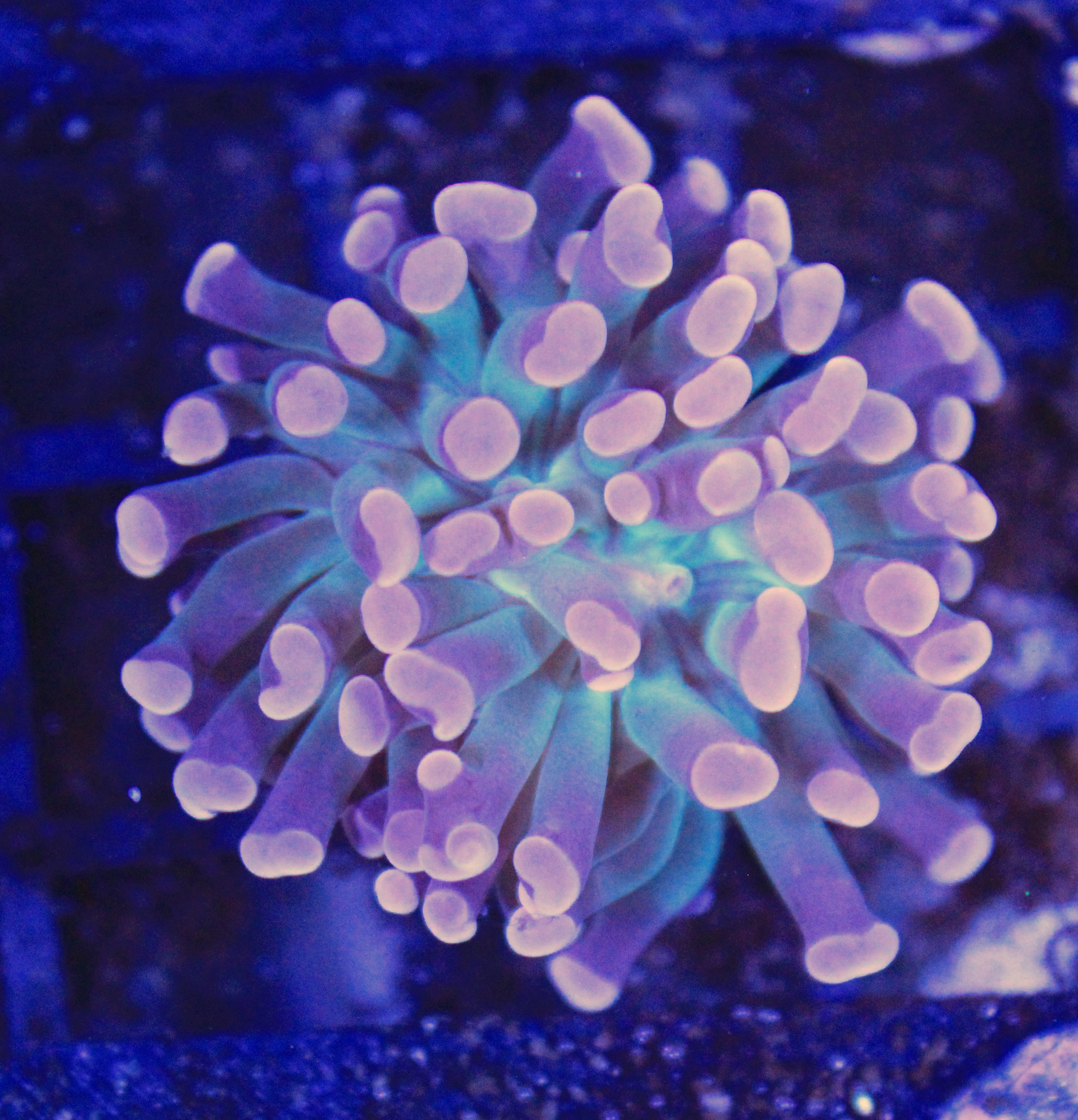 188 euphyllia 1 kop