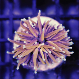 Euphyllia glabrescens (Hellfire) (1 hd.)