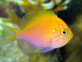 Serranocirrhitus Latus