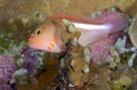 Paracirrhites Arcatus
