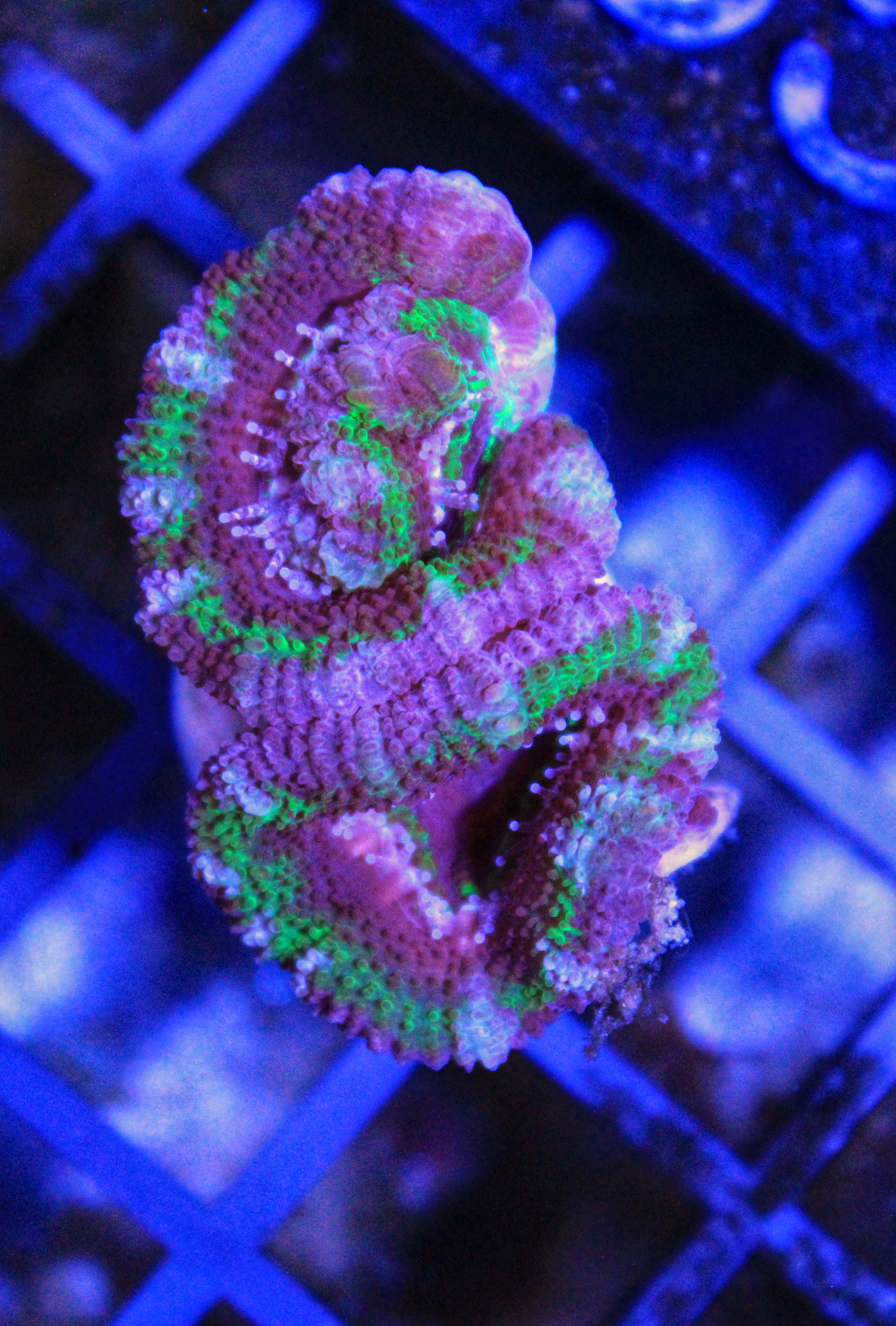 050 Acanthastrea groen