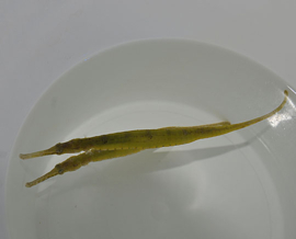 Syngnathoides Biaculeatus