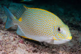 Siganus Guttatus (S)