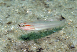 Amblygobius nocturnus