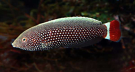 Anampses Chrysocephalus