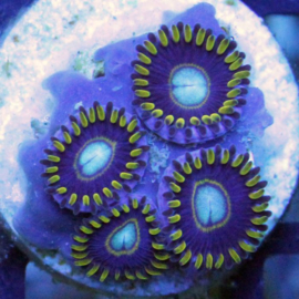 Blue hornet