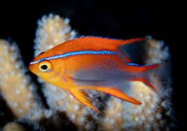 Neoglyphidodon Crossi