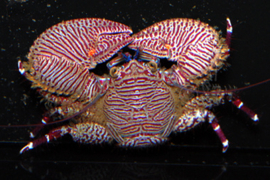 Porcellana Sayana