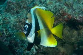 Heniochus Monoceros
