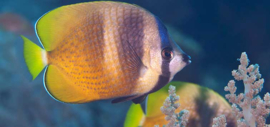 Chaetodon Kleinii