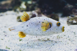 Arothron Nigropunctatus (L)