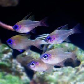 Apogon Leptacanthus