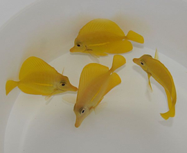 Zebrasoma Flavescens (Nakweek)