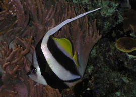 Heniochus Diphreutes