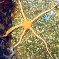 Ophiarachna sp.