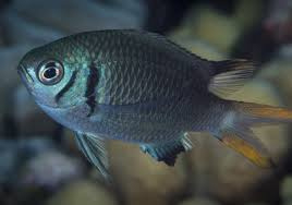 Chromis opercularis