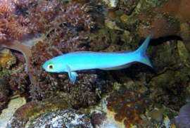 Hoplolatilus Chlupatyi