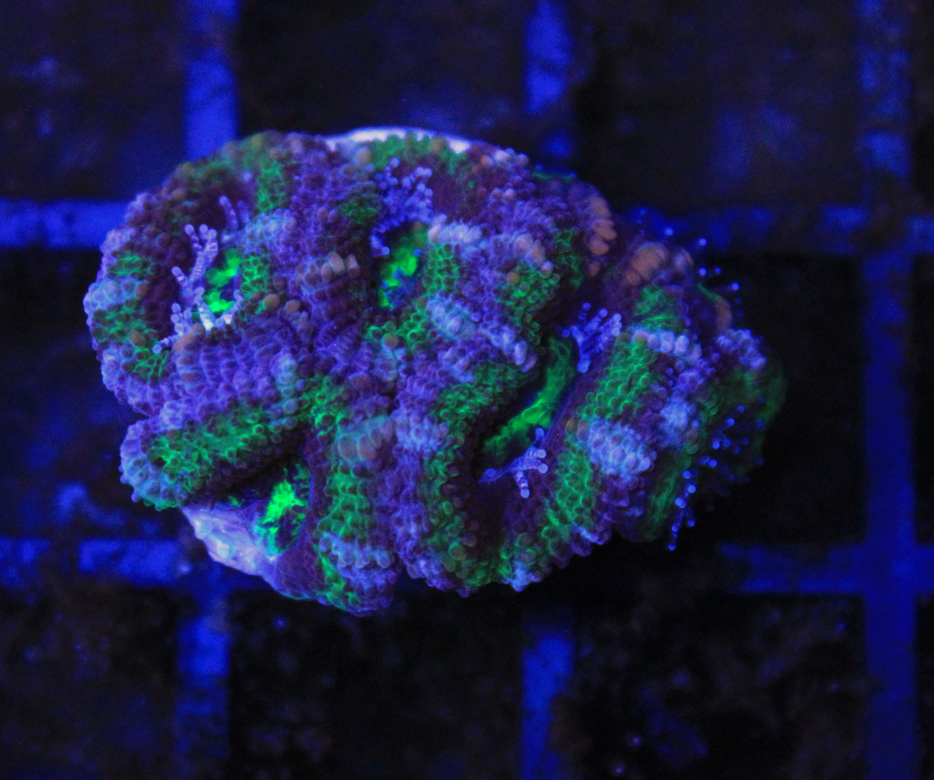 033 Acanthastrea