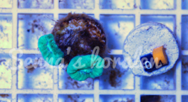 04 Caulastrea sp. Ultra Green ( Senna’s koralen kweek )